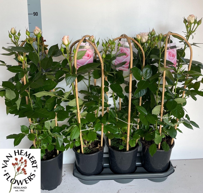 <h4>ROSA FL CLAS SELECT</h4>