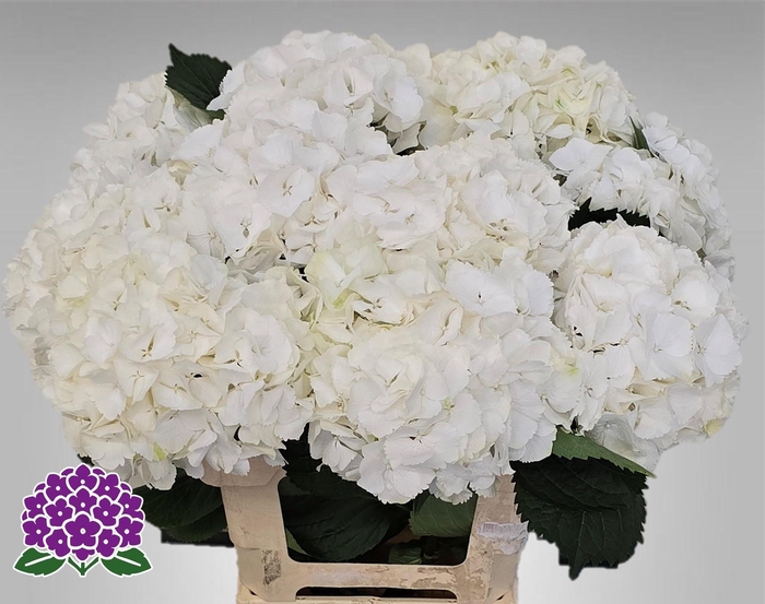 <h4>HYDR M MY AKITO</h4>