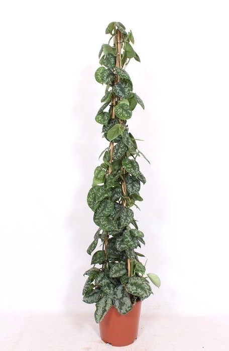 <h4>Scindapsus Trebie</h4>