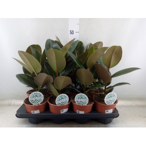 Ficus elastica 'Robusta'