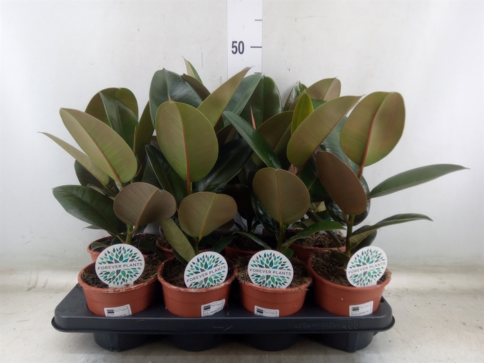 <h4>Ficus elastica 'Robusta'</h4>