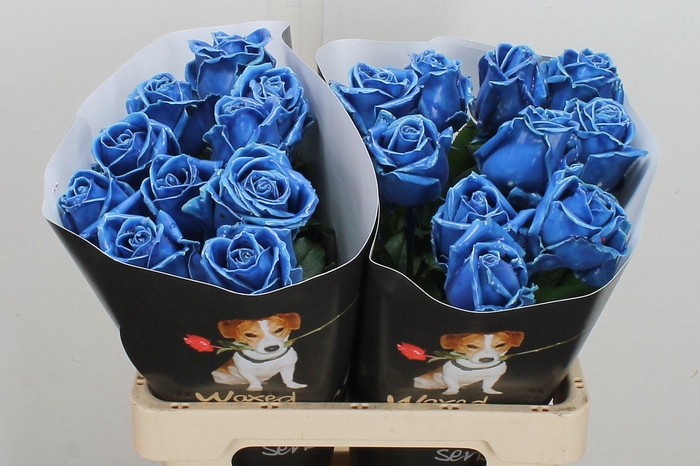 <h4>Wax-Rozen Wax Blauw w5</h4>