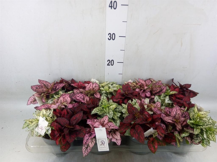 <h4>Hypoestes phyllo.   ...mix</h4>