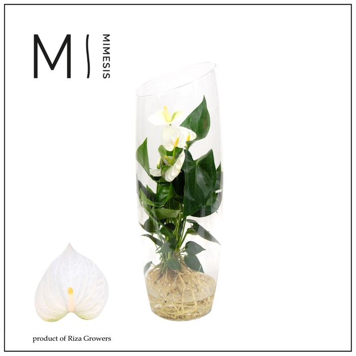 <h4>Mimesis Anthurium KARMA White - Aqua di Karma Sky 50cm</h4>
