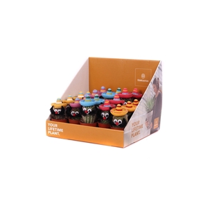 Mexicaan 5,5 cm in showdoos your lifetime plant