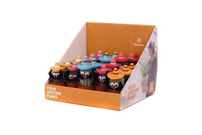 <h4>Mexicaan 5,5 cm in showdoos your lifetime plant</h4>