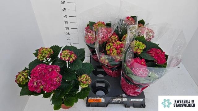 <h4>HYDR M GRUMPY</h4>