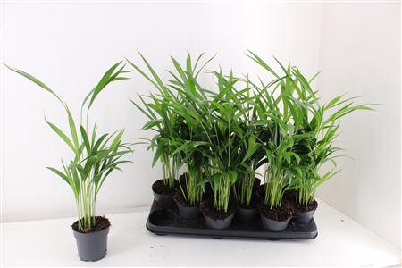 <h4>Dypsis Lutescens</h4>