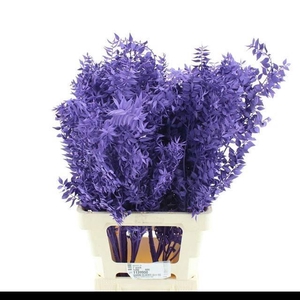 RUSCUS   ...COLORED H% purple