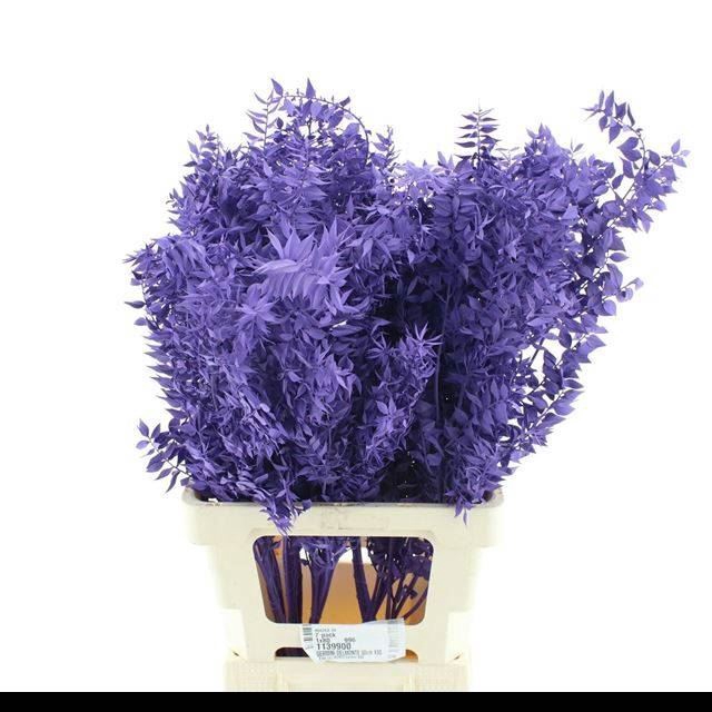 <h4>RUSCUS   ...COLORED H% purple</h4>