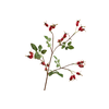 Rose Hip Spray