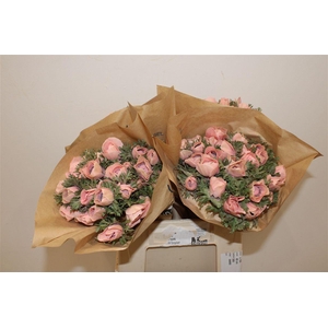 Anem Marianne Powder Salmon