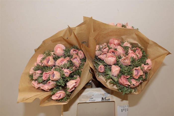 <h4>Anem Marianne Powder Salmon</h4>