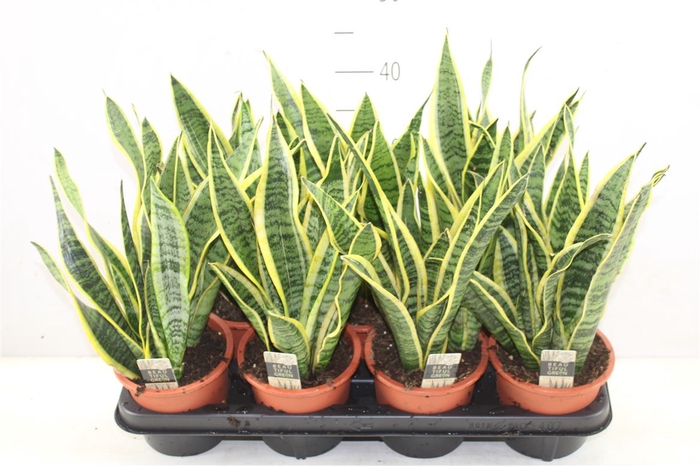 <h4>Sansevieria Tr Laurentii</h4>