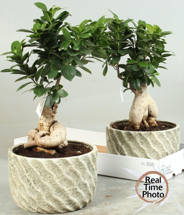 <h4>FIC MI GINSENG</h4>