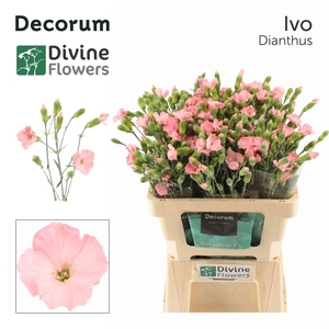 Dianthus TR 'Solomio Ivo'