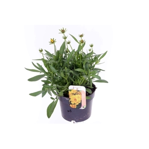 Coreopsis grand. Illico