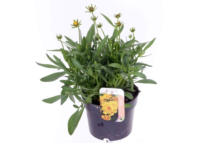 <h4>Coreopsis grand. Illico</h4>