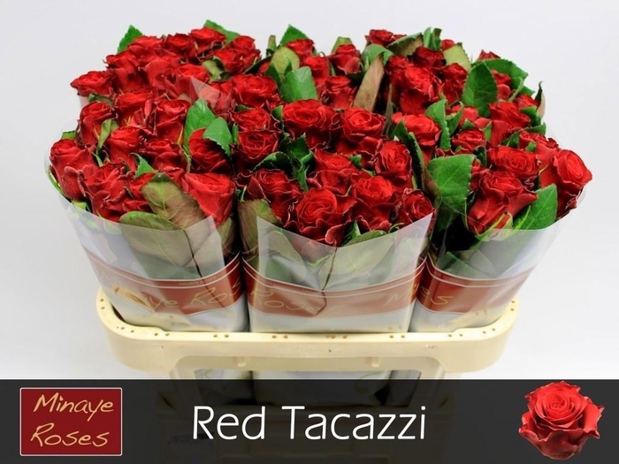 <h4>R Gr Red Tacazzi+</h4>