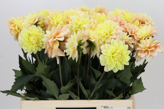 <h4>Dahlia Giovanna</h4>