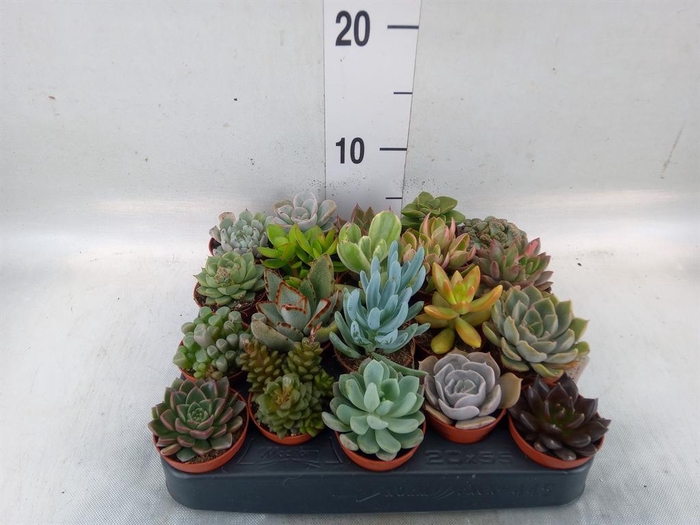 <h4>Succulents   ...</h4>
