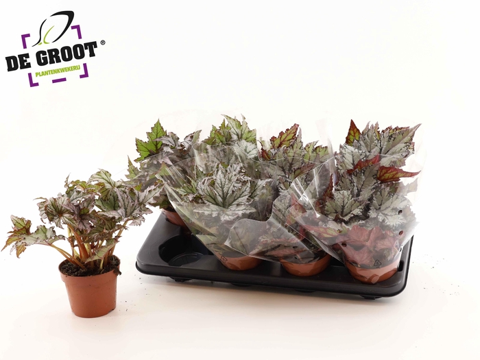 <h4>BEG REX GRP GEM</h4>