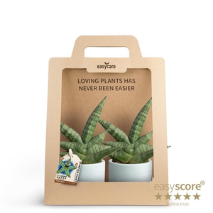 2-Pack Woodbase Blue Boncel