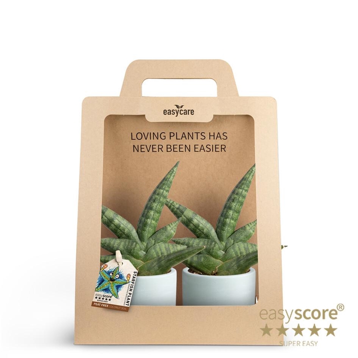 <h4>2-Pack Woodbase Blue Boncel</h4>