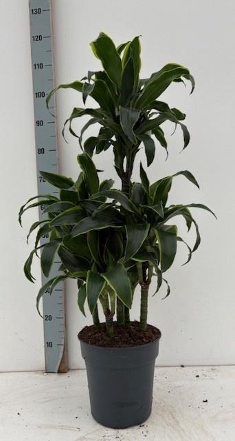 <h4>DRA COMP DORADO</h4>