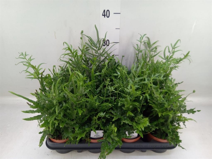 <h4>Pteris ensiformis</h4>