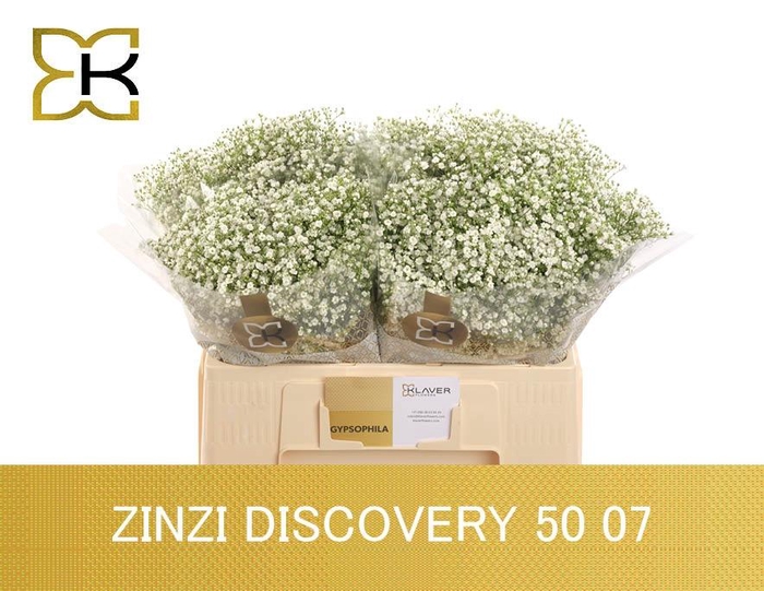 <h4>GYPS PA ZI DISCOVERY</h4>