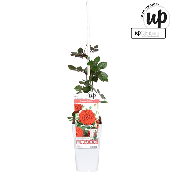 <h4>Rosa Crazy in love Red P15</h4>