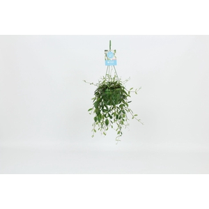 HangonGreen Codonanthe Crassifolia 14 cm
