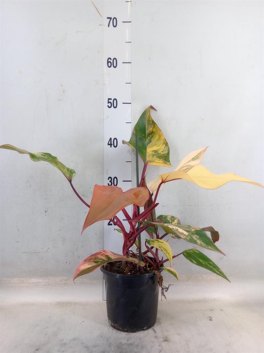 <h4>Philodendron   ...</h4>