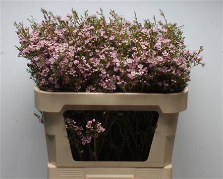 <h4>Chamelauc Early Nir</h4>