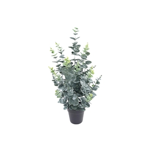 Eucalyptus Plant in Pot Green PP550012GRN