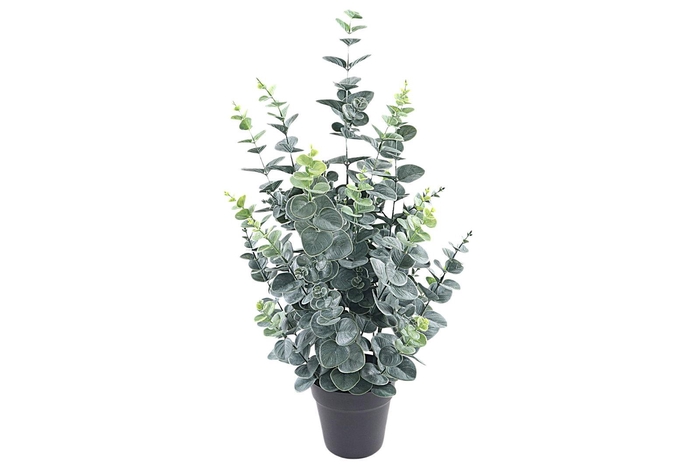 Eucalyptus Plant in Pot Green PP550012GRN