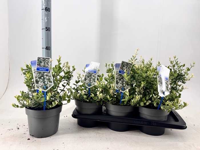 <h4>EUONYMUS FO HARLEQUI</h4>