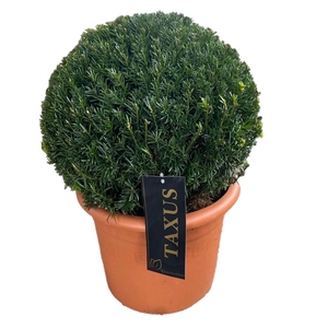 Taxus media Groenland