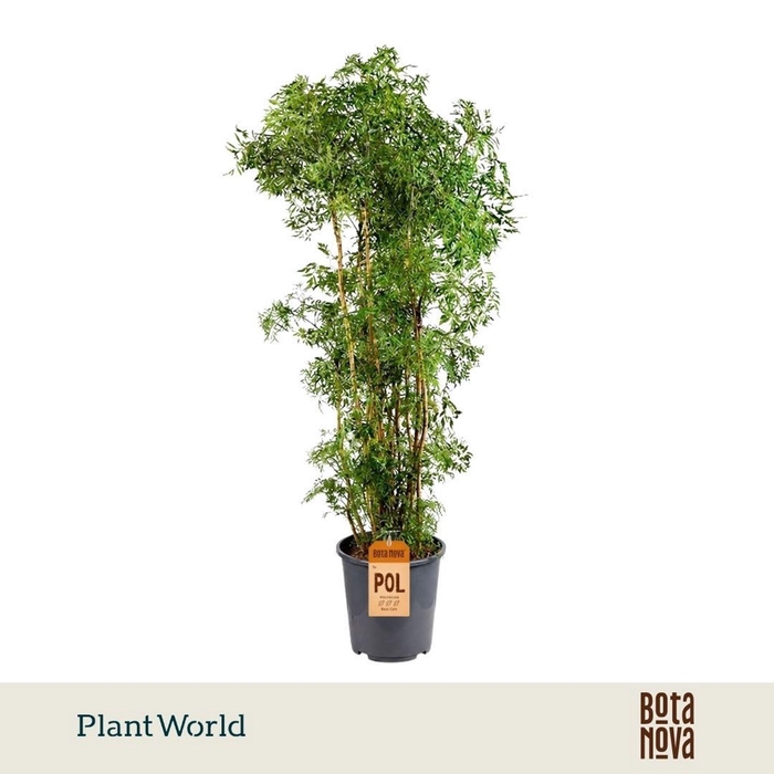 <h4>Polyscias fruticosa</h4>