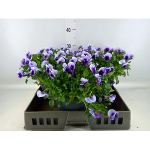 Viola corn. 'Evo Mini Violet Beaco'