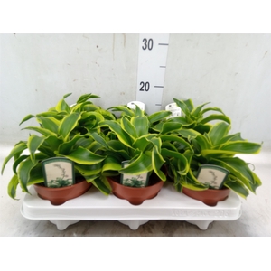 Dracaena frag. 'Tornado'