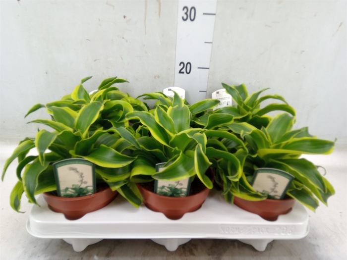 <h4>Dracaena frag. 'Tornado'</h4>