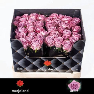 Rosa large nayeli! XL