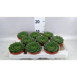 Echeveria   ...