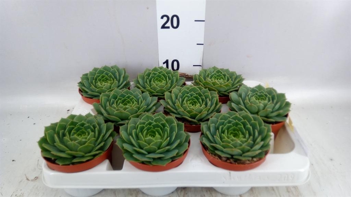 <h4>Echeveria   ...</h4>