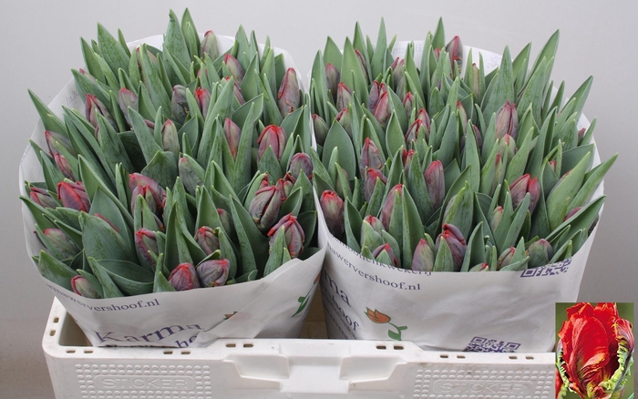 <h4>TU PA ROCOCO</h4>