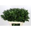 Ruscus Hypophyllum