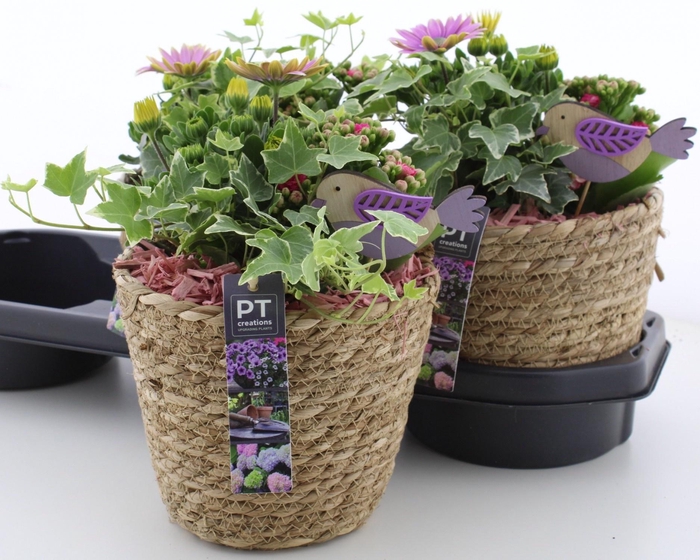 <h4>ARR TUINPLANTEN</h4>