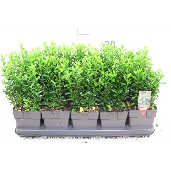 <h4>Euonymus japonicus 'Green Spire' P13 potgekweekt</h4>